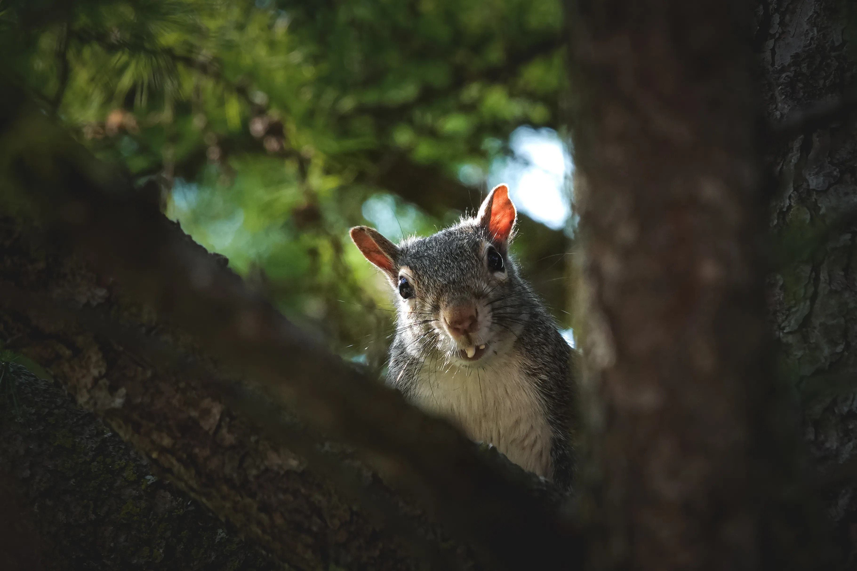 Wildlife removal services in Northeast Georgia